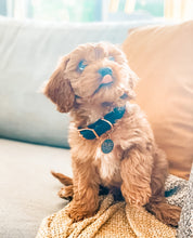 "Grey Days" City Collar