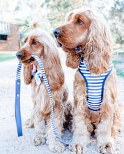 "Stripe Squad" City Leash